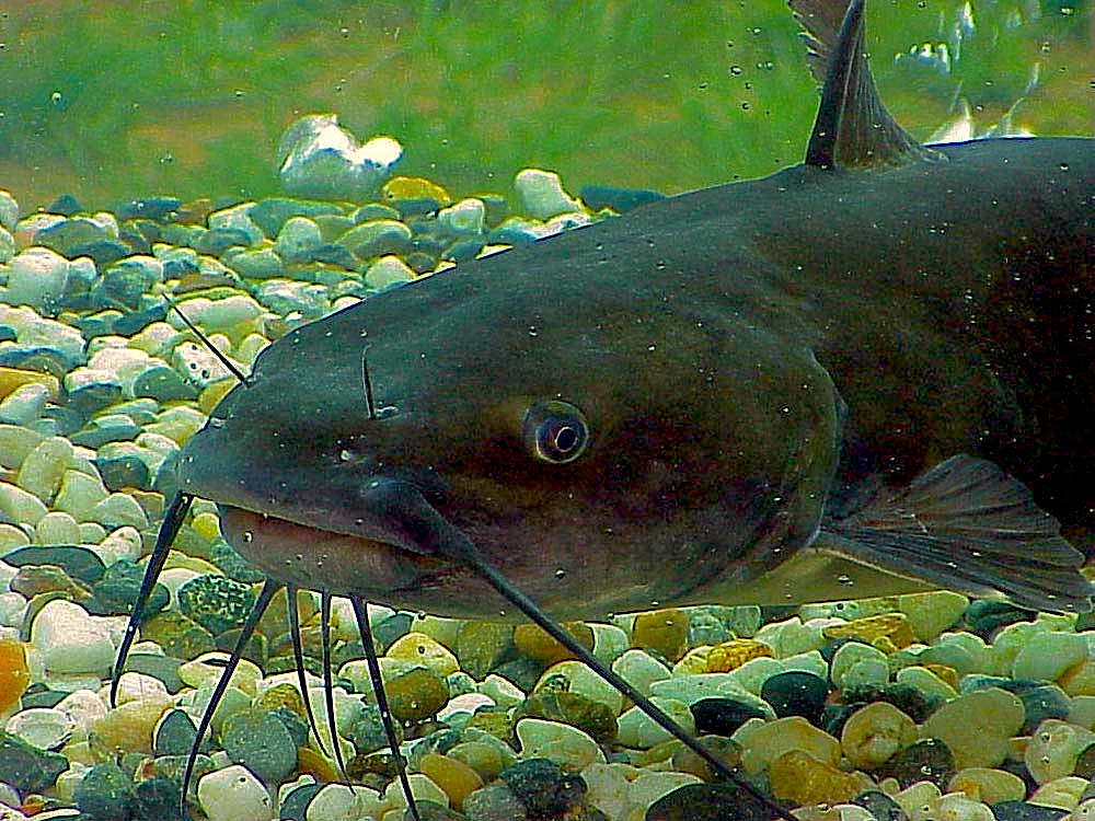 Catfish gallery Inside The Actors Studio Apartment: February 2013