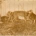 Tigre de Tasmanie - Le Thylacine
