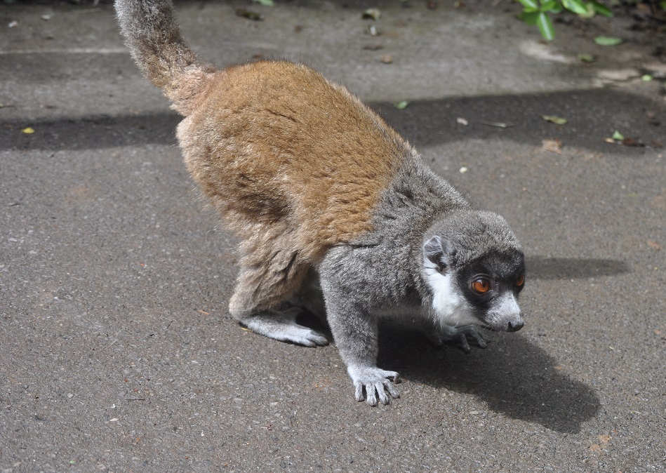 ZOOTOGRAFIANDO (6.100 ANIMALS) LÉMUR MANGOSTA / MONGOOSE LEMUR