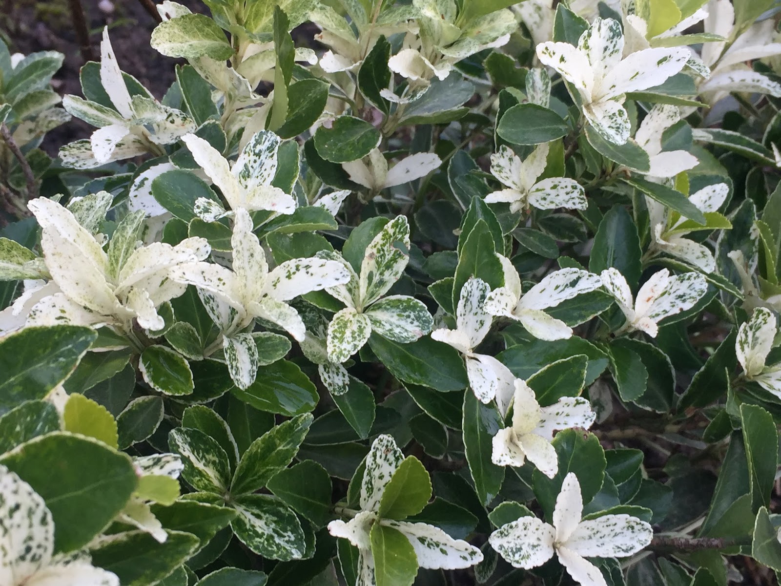Euonymus Japonicus Stock Photos And Images Agefotostock