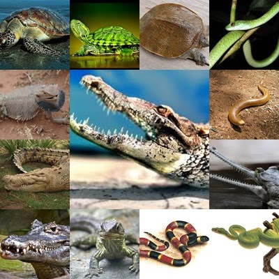 53+ Ciri Ciri Hewan Vertebrata Yang Termasuk Dalam Kelas Reptilia