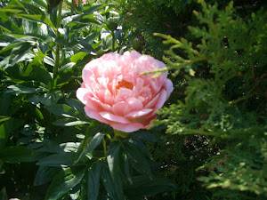 Peony