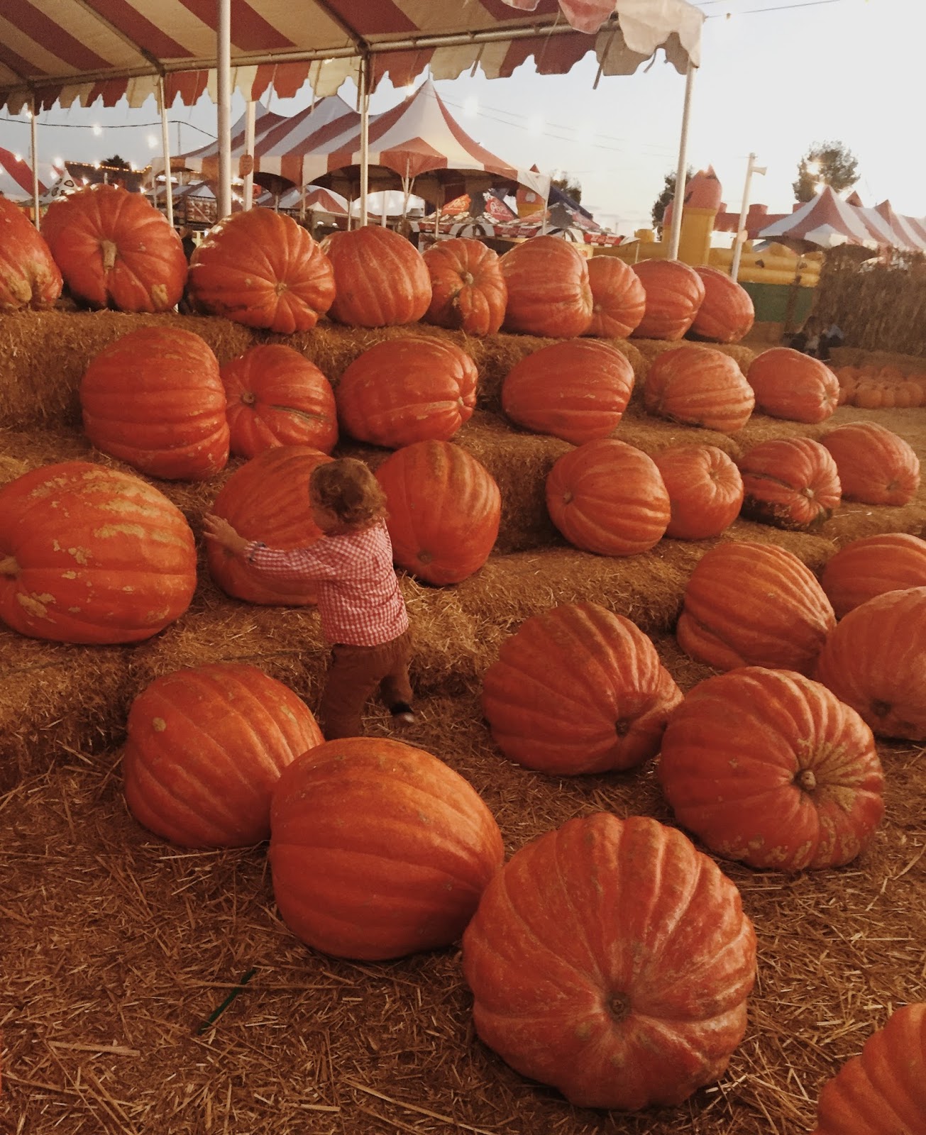 Pa's Pumpkin Patch StephC