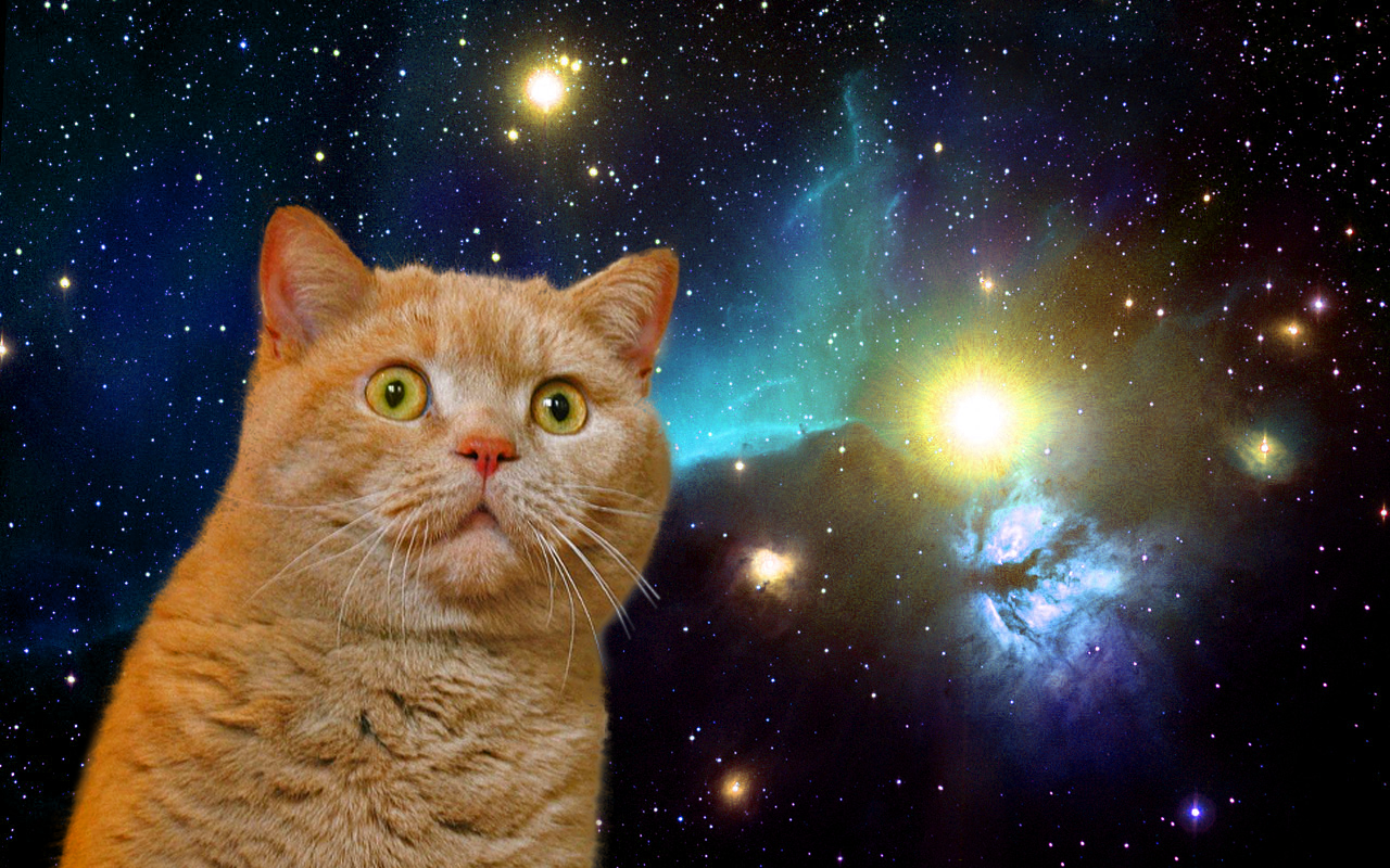 Space Memes Curious Ginger Cat in Space