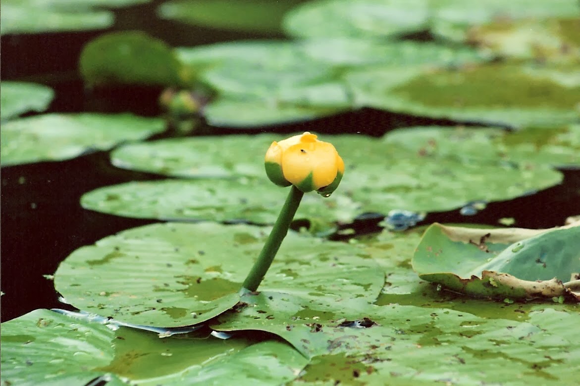 Isabella Conservation District Environmental Education Program Native