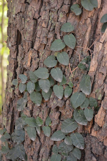 Enamorada del muro perennes más utilizada, Ficus pumila.