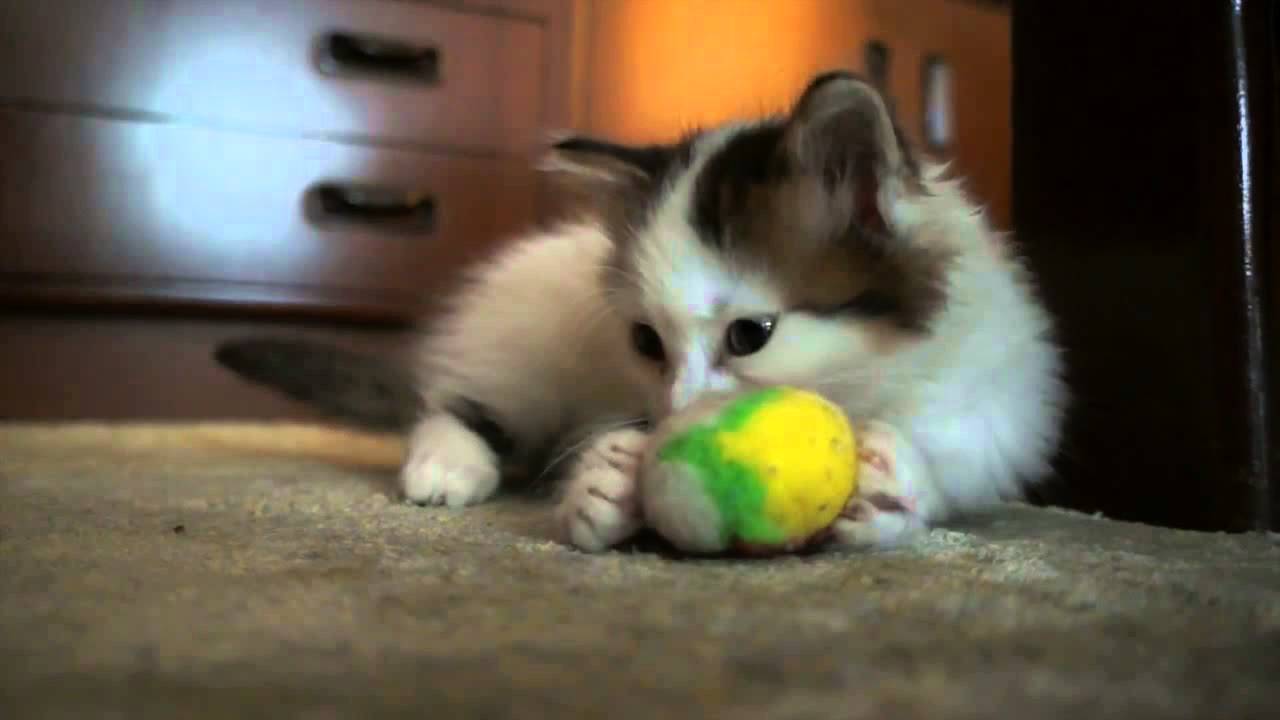 Bir Kedi Sahiplenmeden Önce Bilmeniz Gereken 6 Şey Bir Kedi Sahiplenmeden Önce Bilmeniz Gereken 6 Şey