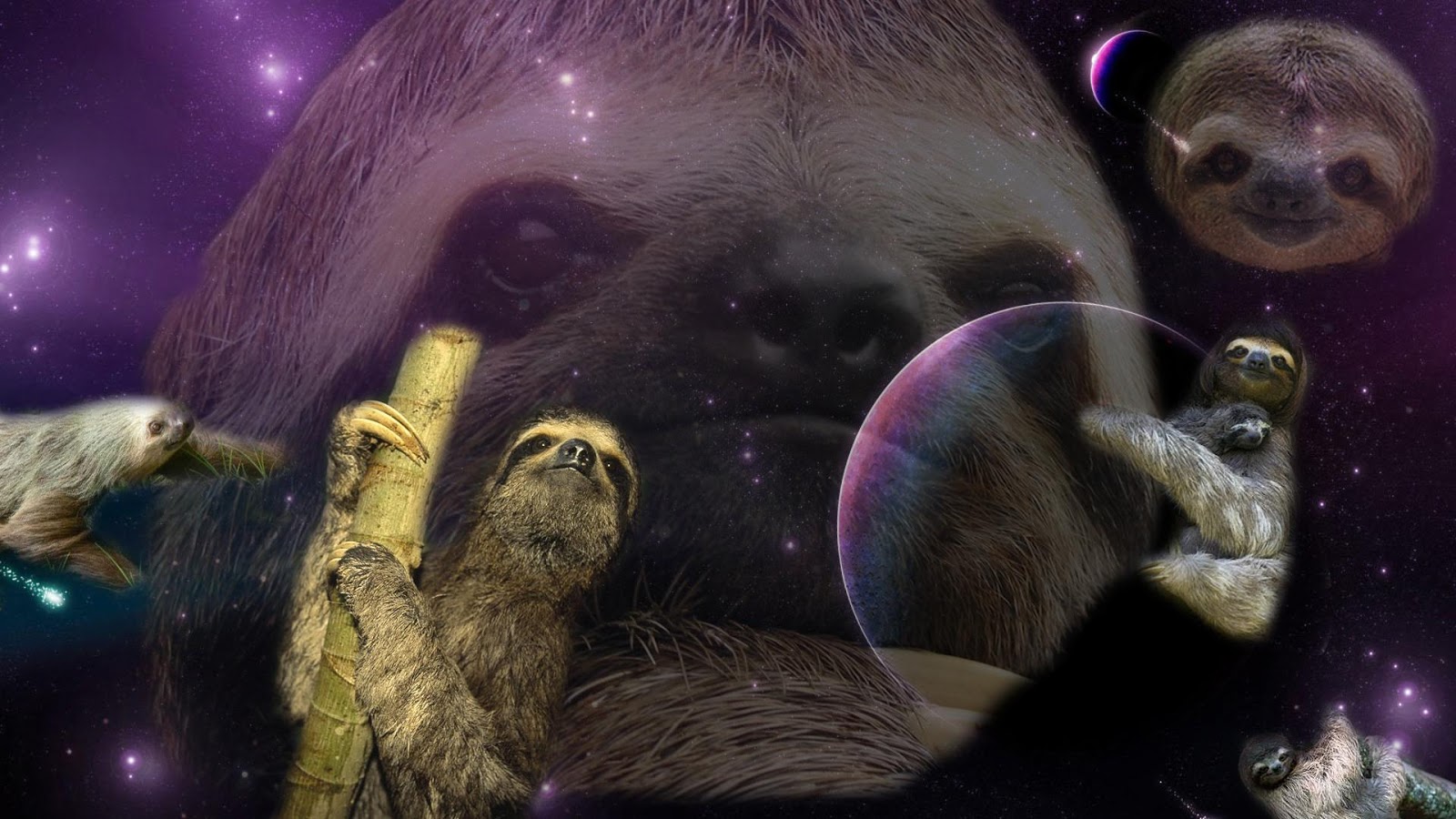 50+ 4K Sloth Wallpapers HD For PC (2019) | TopiBestList