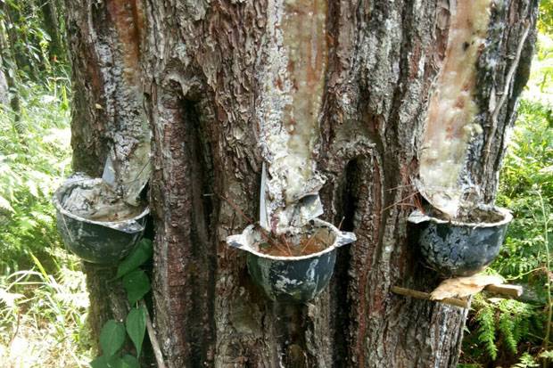 Melihat Prospek Peluang Usaha Getah Pinus Skala Internasional