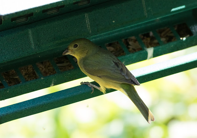 Painted Bunting - Merritt Island, Florida Painted Bunting - Merritt Island, Florida
