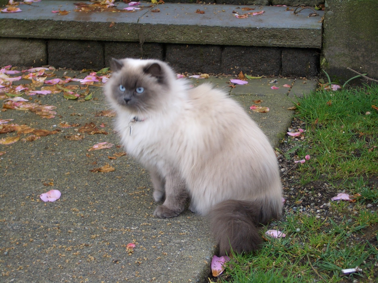 Siamese Cats Cute Cats siamese-cats-cute-cats