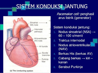 Sistem Konduksi Jantung