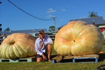 Bí ngô khổng lồ có khối lượng 743kg