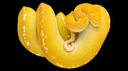 Yellow Snake On Black Background Wallpaper (yellow snake black animal black yellow hd wallpaper)