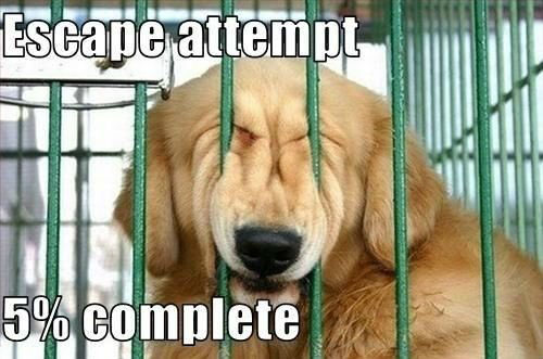 Lustige Hunde Bilder - Gefängnisausbruch