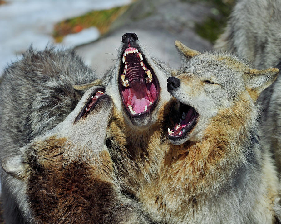 Inspired Admired: Inspired by Wolves: 35 Beautiful Photos