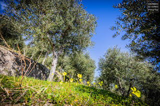 Campagnano Ischia, Grotta Ischia, Isola d' Ischia, Mare Ischia, Monte Vezzi Ischia, Paesaggi Ischitani, Piano Liguori, San Pancrazio Ischia, trekking Ischia, Ulivi Ischia, 