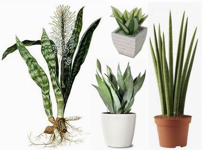 Merawat Sansevieria Lidah Mertua Tips Rawat Rumah Taman Dan Ac