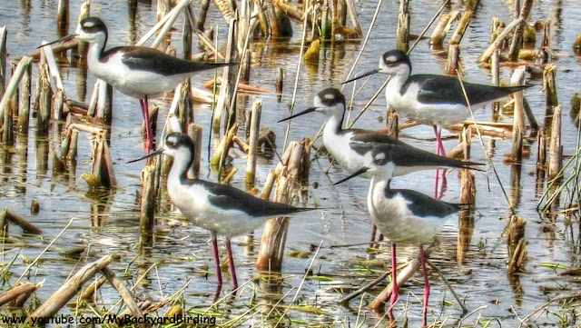 Black Necked Stilt Flock