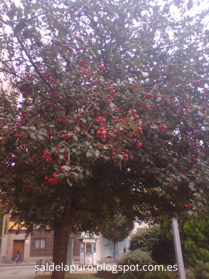 otoño-frutos-rojos