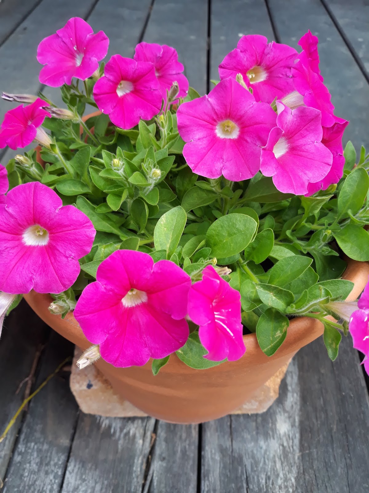 a hopeful nature Petunia Pots