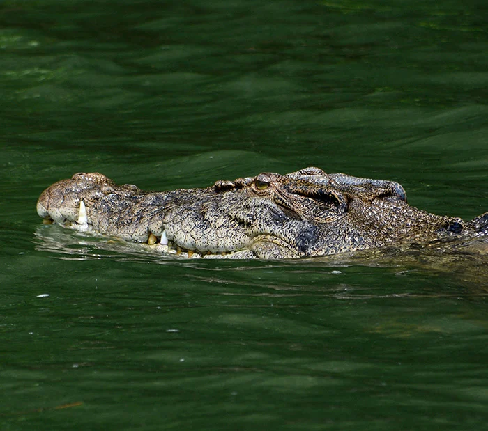 Croc cruising on the river