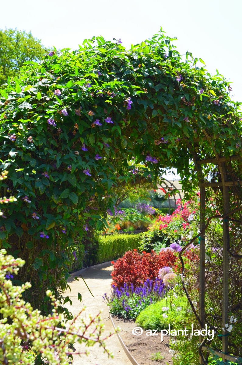 The Getty Center Garden Archives Ramblings From A Desert Garden