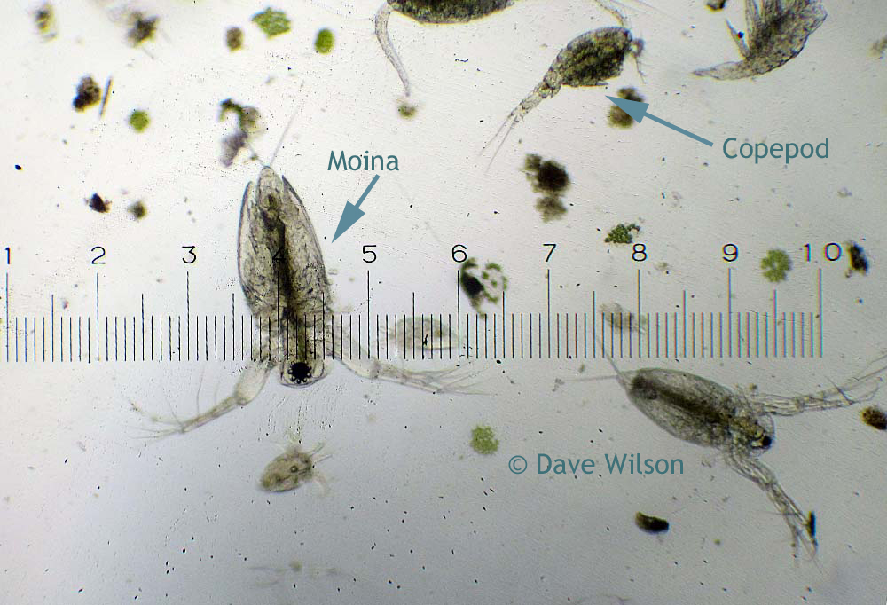 What Type Of Organisms Live In Pond Water at Herbert Hamilton blog