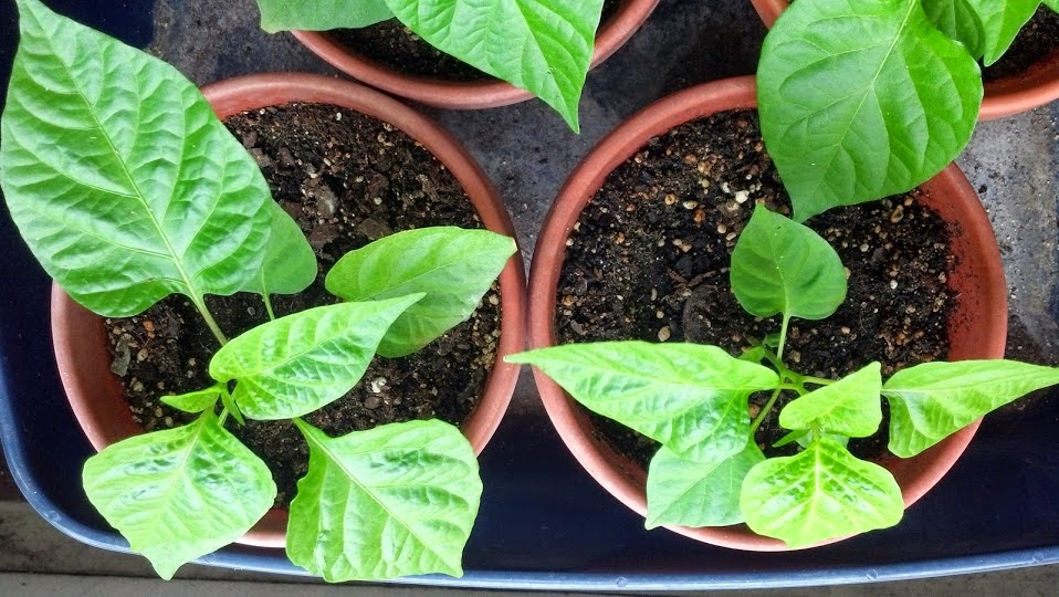 coir pots for seed starting and transplanting