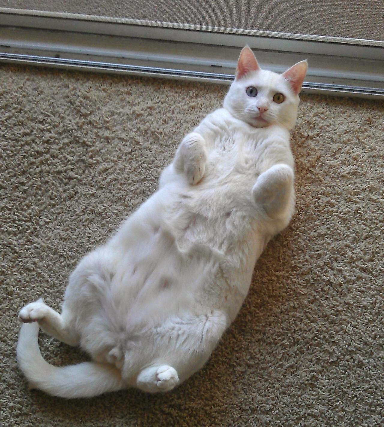 Exclusively Cats Veterinary Hospital Blog February 2015