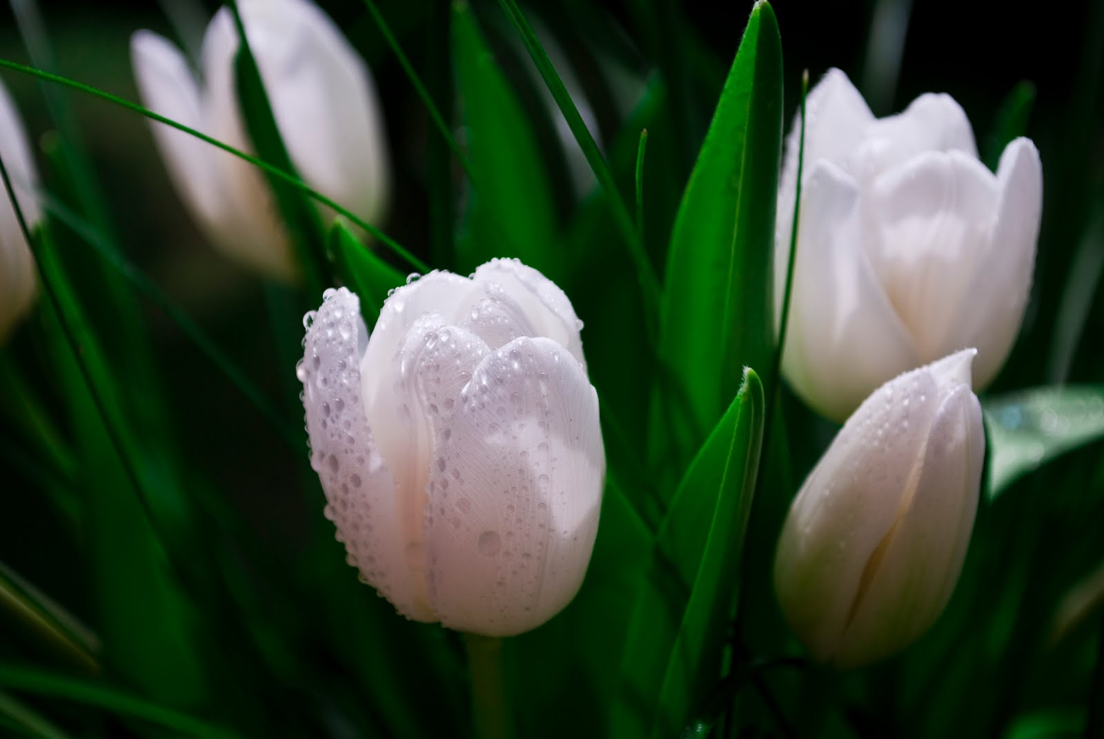 White Tulips Cool Wallpapers