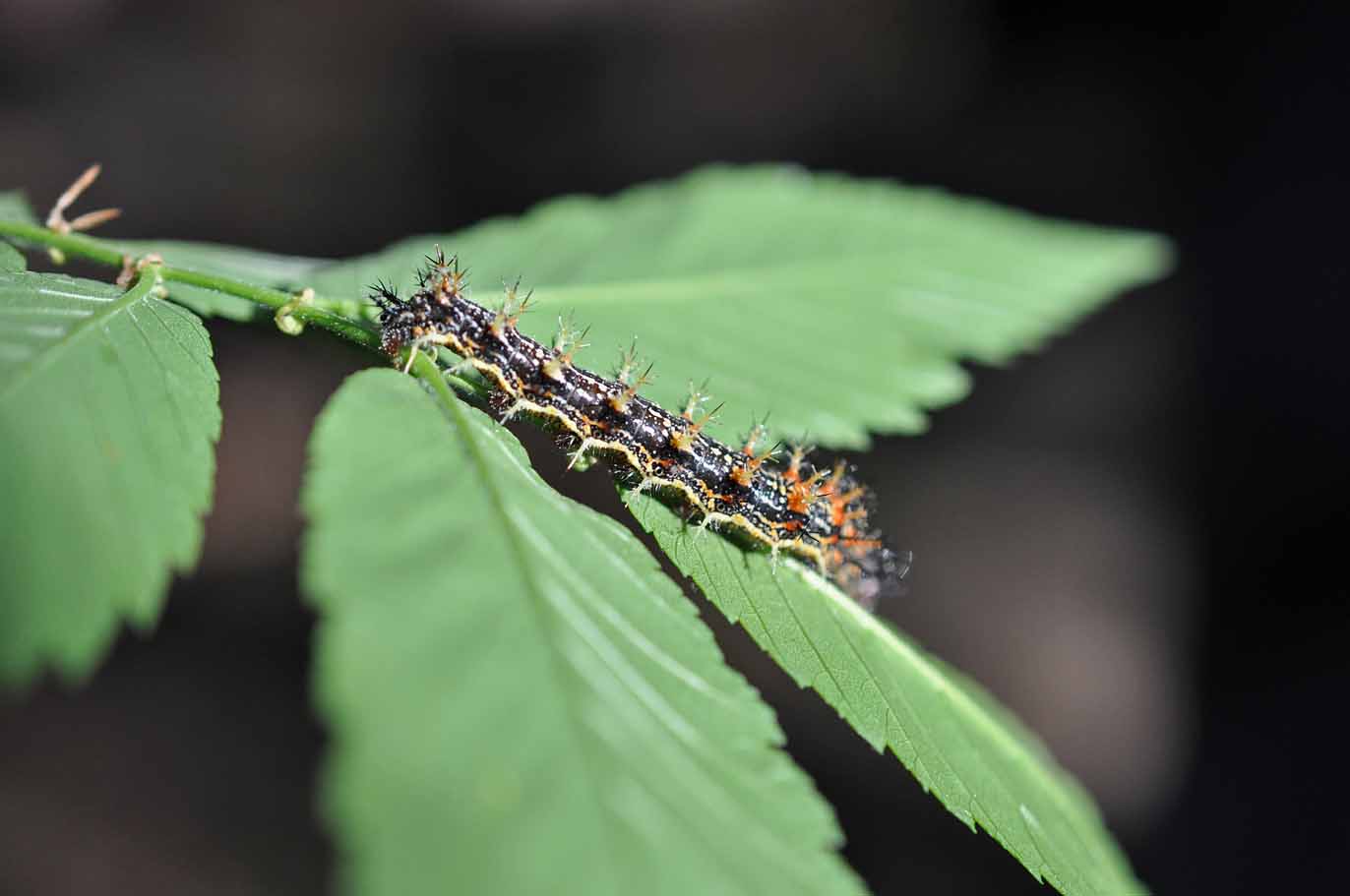 Wildflowers and Good Friends in