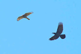 a crow chases an eagle