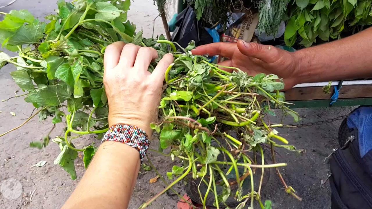 La flor del Mastranto LA FLOR