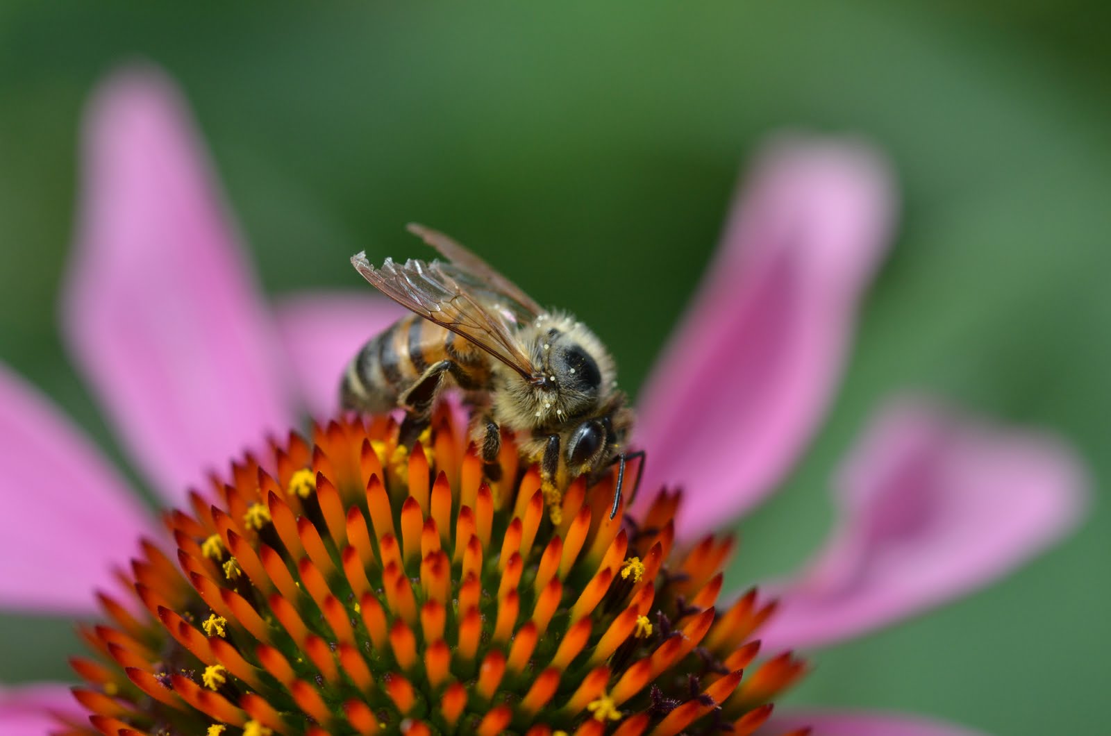Andrea's Bees Not just Honey Bees in the garden