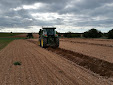 Planting Olive trees