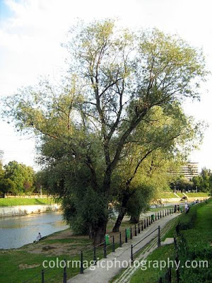 Ganoderma infested White willows near the river