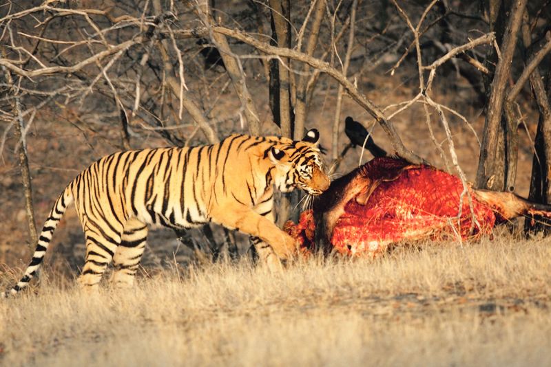 Тигр есть мясо. Тигр охотится. Амурский тигр охотится. Тигр с добычей.