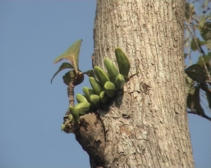 Gambar Buah Pisang Yang Aneh Dan Unik | Ngeblog-Bareng