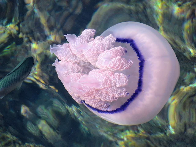 What to see in Trieste: jellyfish at Castello di Miramare