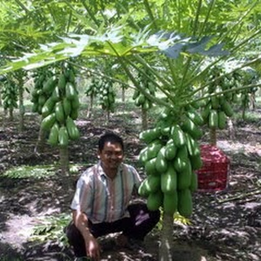 Aneka Tanaman Toga | Jenis-Jenis Tanaman Toga | Manfaat dan Kegunaan