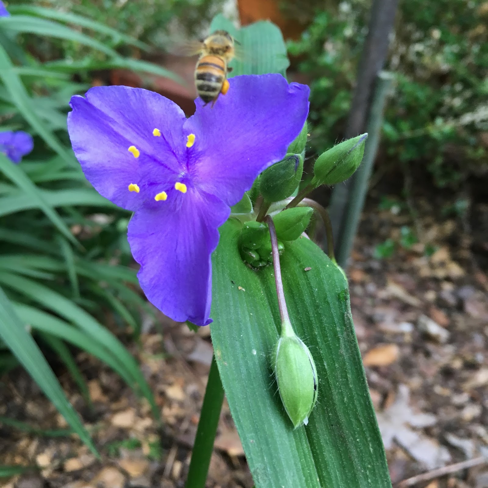 bee surprised 2017 nectar flow