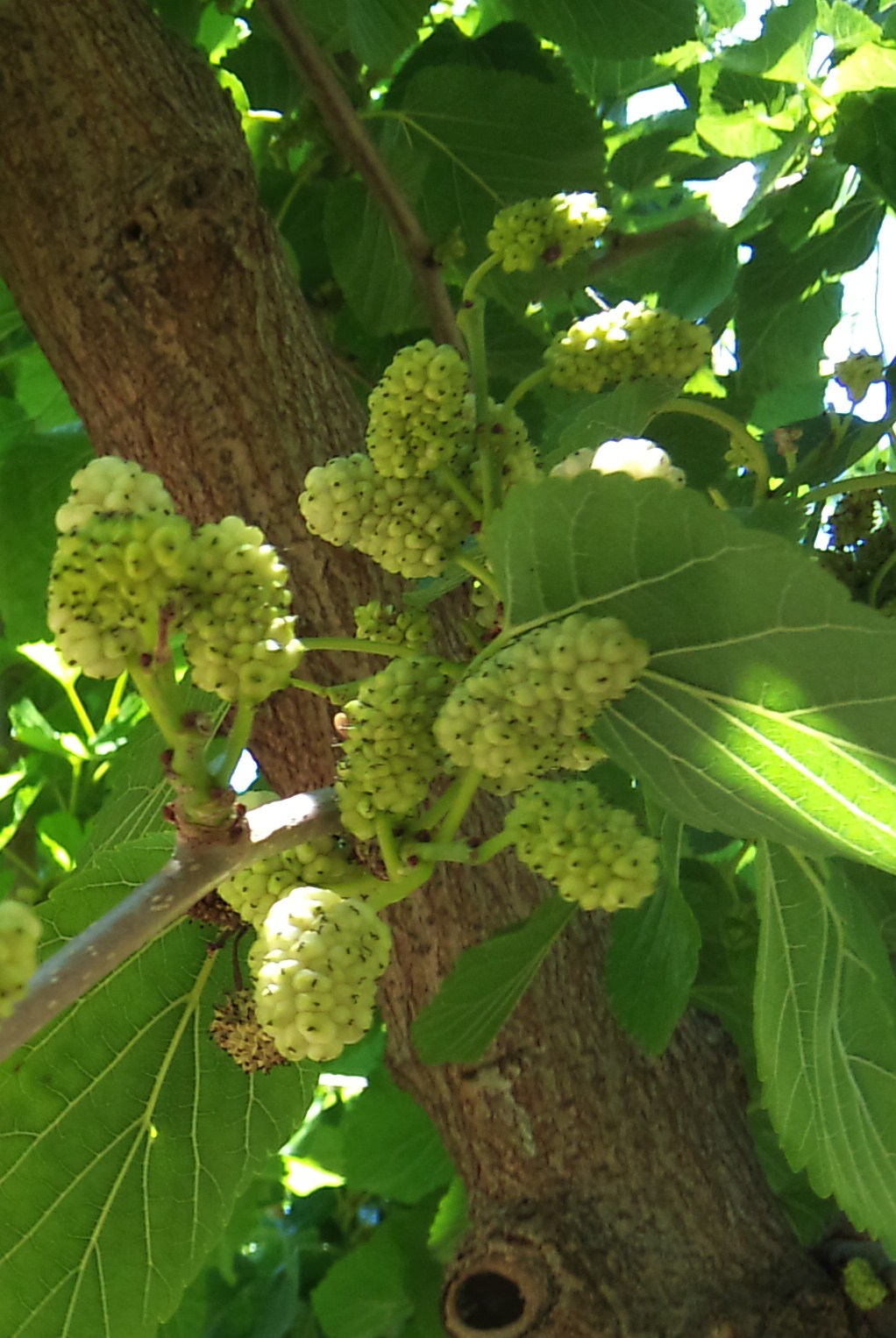 Árboles con alma: Morera. (Morus alba)