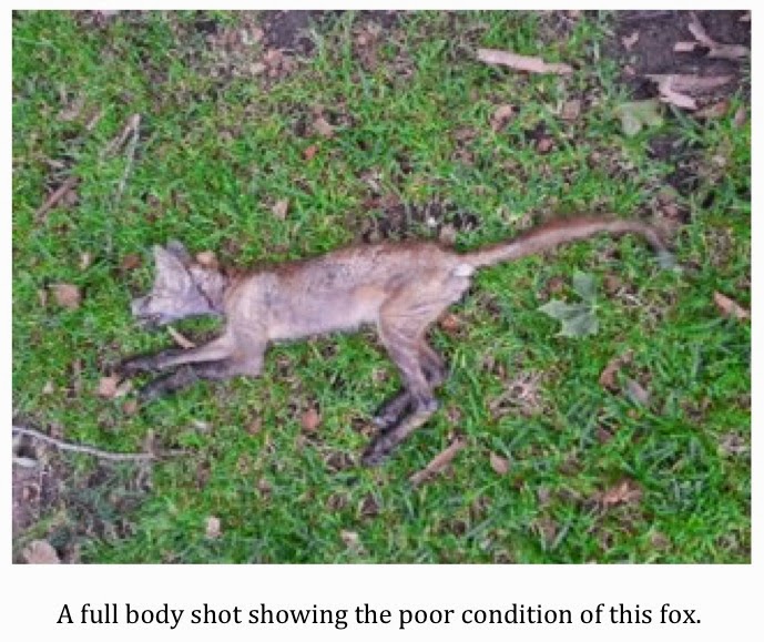 Texas Cryptid Hunter: Another Texas 