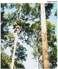 Forester: DOWNLOAD TEKNIK PEMBUATAN TANAMAN RAMIN