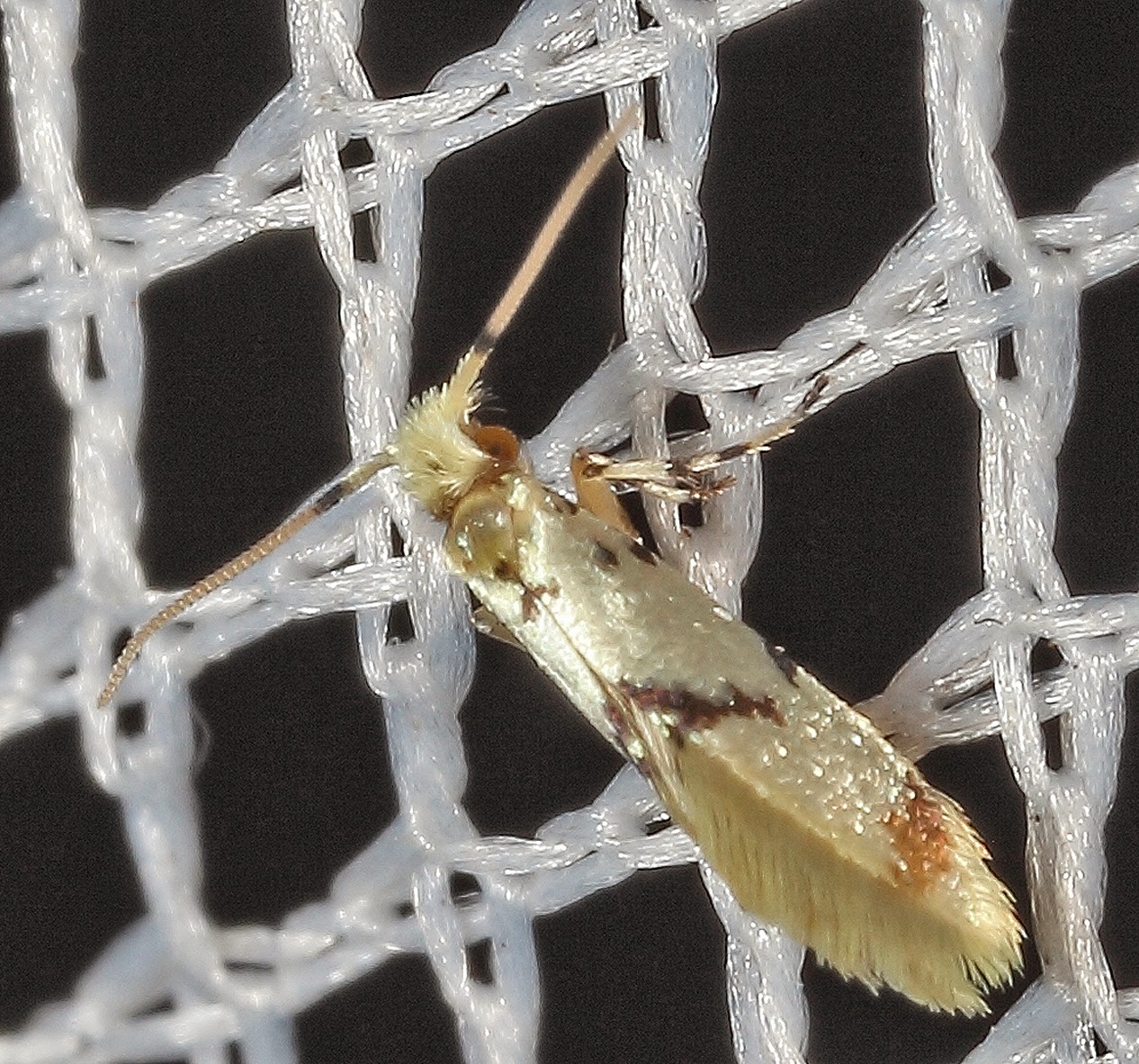 BunyipCo: A Most Primitive Moth
