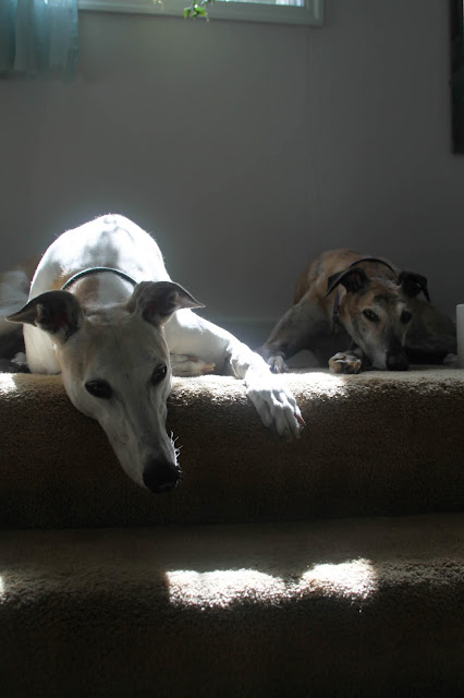 greyhounds, rescue dogs, sunshine, Anne Butera, My Giant Strawberry