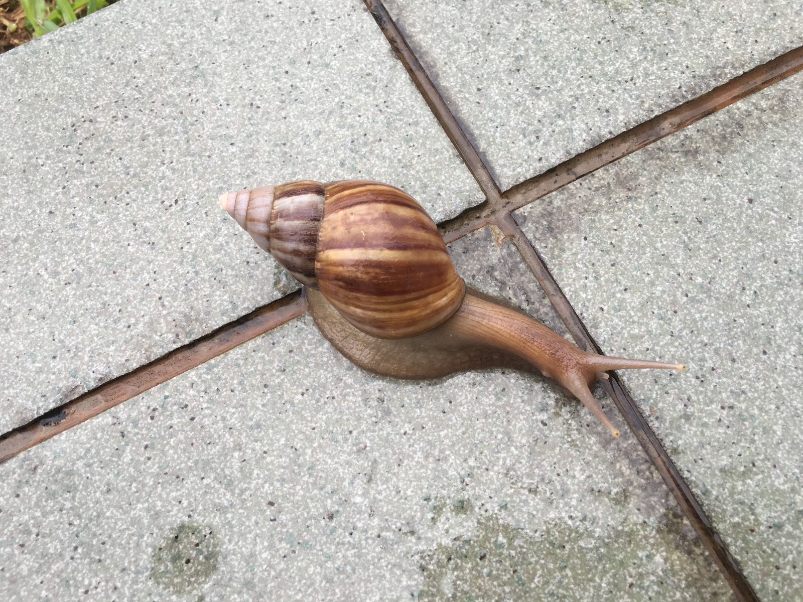 Snails Come Out During Rain