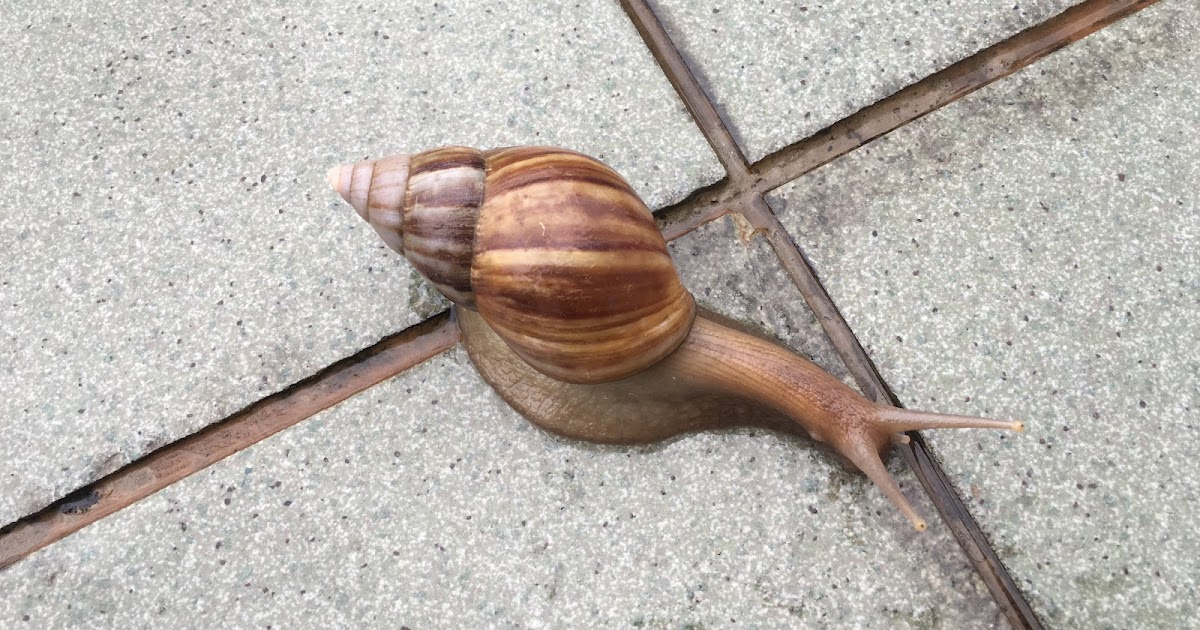 Snails Come Out During Rain