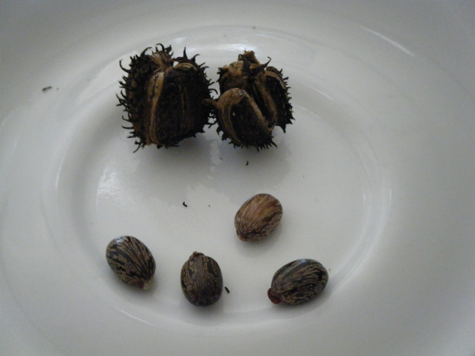 The Hedge Wife Basic Magical Herbs Lesson 9